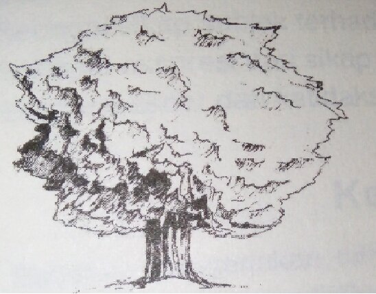 Tes Baum Tree